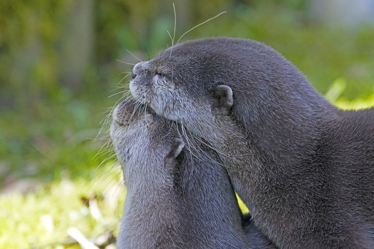 Asian small-clawed otter