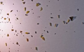Kars Veling insecten op doek - primair