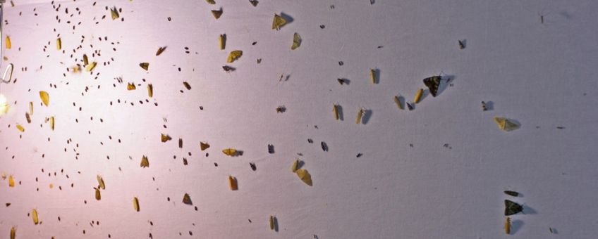 insecten op doek - primair
