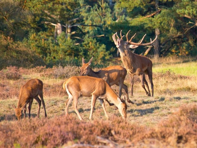 Burlend edelhert met hindes