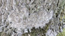 Eikenprocessierupsen uit de grond Helomaweg controle 22 6 26 1