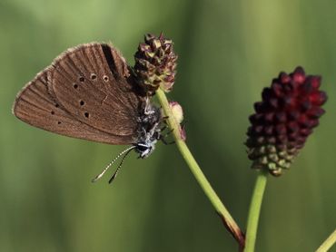 Een van de donker pimpernelblauwtjes die dit jaar is gezien