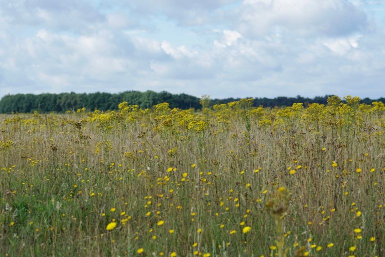 Bloemenzee in de Maashorst