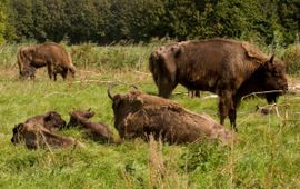 Wisent