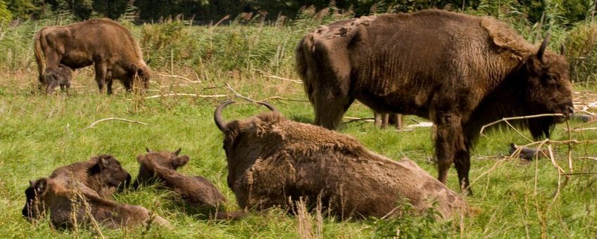 Wisent