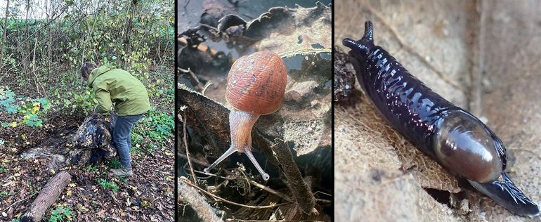 Links: in een rivierbosje op zoek. Midden: de meeste slakken zitten half november al weggekropen, zoals deze verstoord uit zijn schuilplaats komende Segrijnslak. Rechts: fotomodel Rijn-glasslak