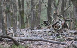 Provincie Gelderland steenmeel in oud eikenbos op de Veluwe