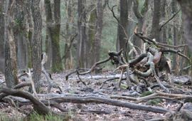 steenmeel in oud eikenbos op de Veluwe