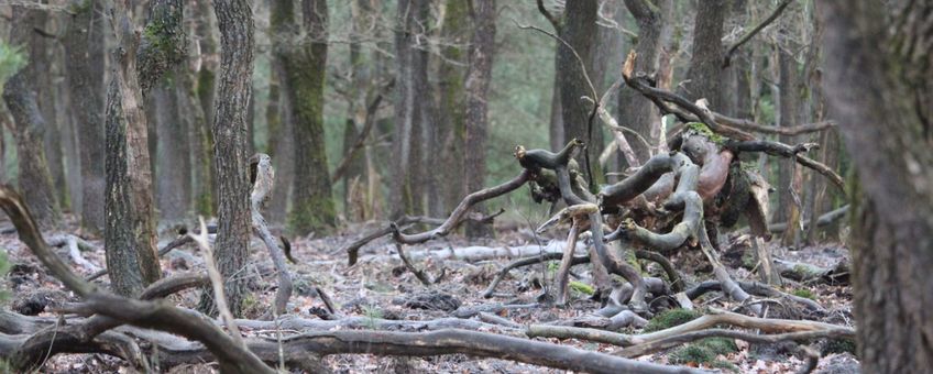 steenmeel in oud eikenbos op de Veluwe