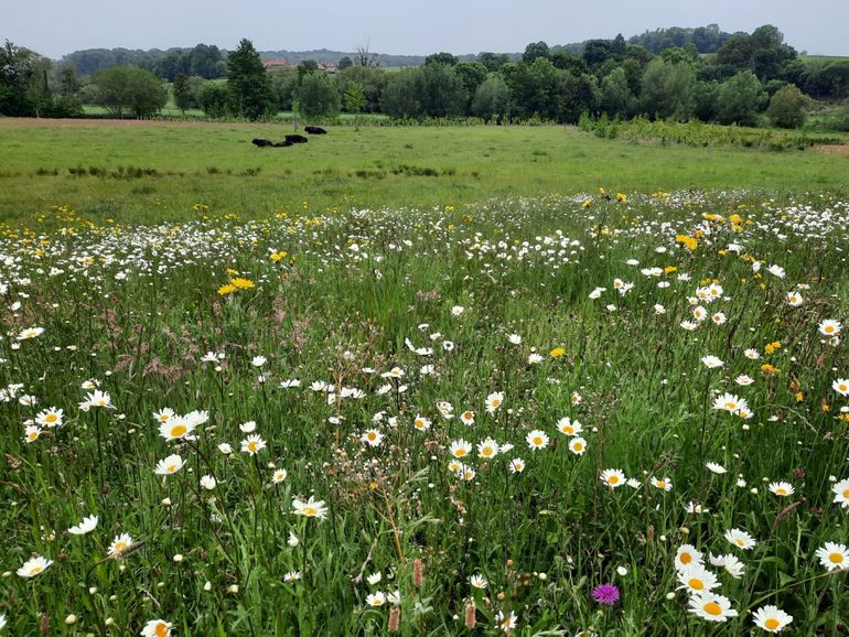 Aan de voet van de Gulperberg is een voormalige akker omgevormd tot een kruidenrijk natuurgrasland en zijn de beekoevers plaatselijk verlaagd