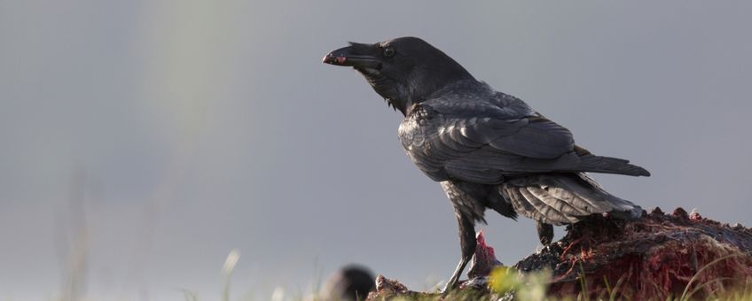 Dood doet Leven: Raaf op een kadaver