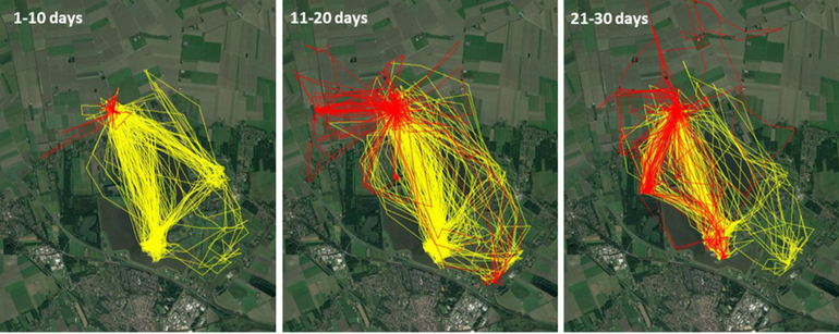 Voorbeeld van de home ranges van een paartje grauwe kiekendieven uitgerust met GPS-loggers (vrouwtje rood, mannetje geel) gedurende de jongenfase in een muizenarm jaar. De eerste dagen blijft het vrouwtje nog bij het nest, maar als de jongen 11-20 dagen oud zijn, gaat ook zij regelmatig voedsel zoeken. Dit gedrag zien we niet in muizenrijke jaren