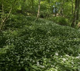 Allium ursinum. Daslook