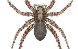 Erik-Jan Bosch Tuinwolfspin (Pardosa ammentata)