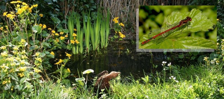 De vuurjuffer is er altijd redelijk vroeg bij en wordt vaak gezien bij tuinvijvers