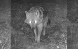 Alterra Wageningen UR Eerste goudjakhals van Nederland op de Veluwe op cameraval