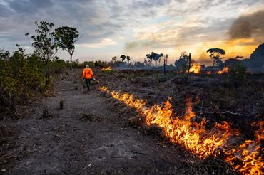 Bosbranden Cantão State Park, Brazilië