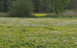 Paardenbloemen