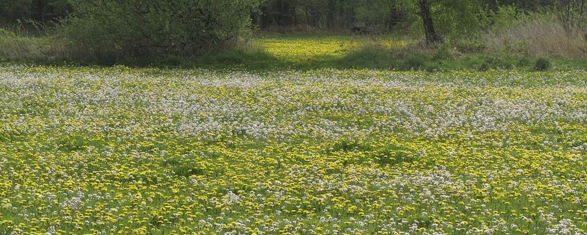 Paardenbloemen