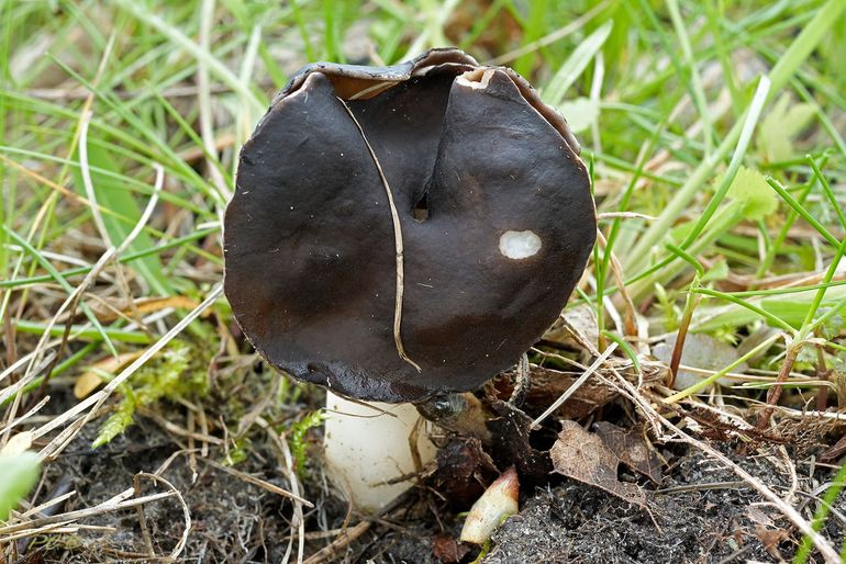 Nonnenkapkluifzwam (Helvella spadicea)