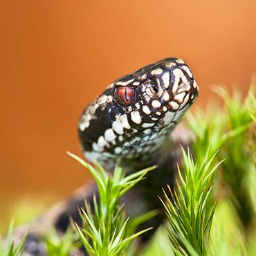 Adder