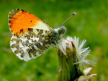 Pas volgend jaar maart komen de oranjetipjes weer tevoorschijn