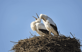 Ooievaars op nest