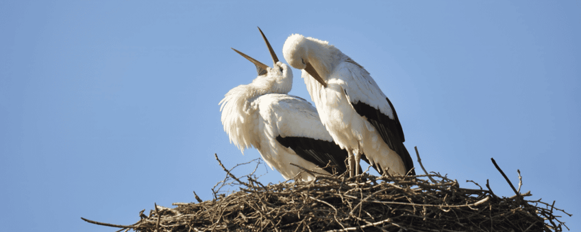 Ooievaars op nest