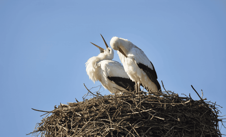 Ooievaars op nest