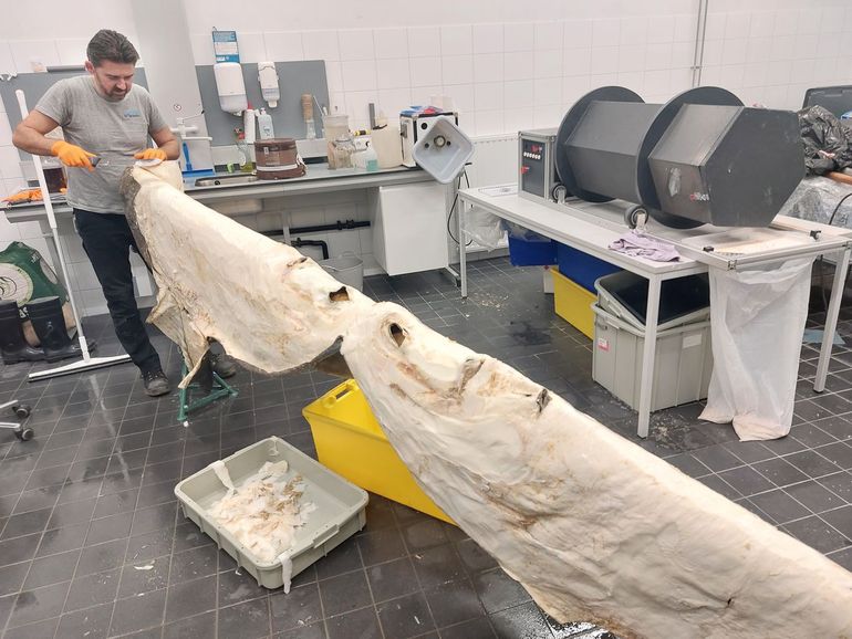 Mickel van Leeuwen is in Naturalis de huid van de maanvis aan het dunsnijden
