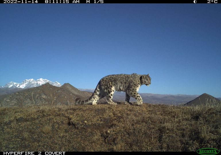 Sneeuwluipaard-cameraval Bhutan