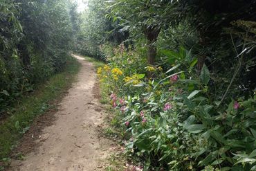 Bossen in de Biesbosch staan in augustus vol met bloeiende reuzenbalsemien en guldenroede