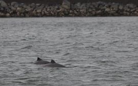 Twee bruinvissen in de Oosterschelde