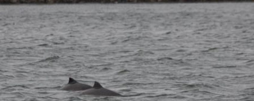 Twee bruinvissen in de Oosterschelde