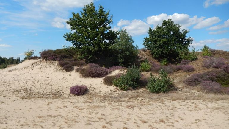 Leefgebied van de kleine heivlinder: open zand, buntgras, struikheide en een boom