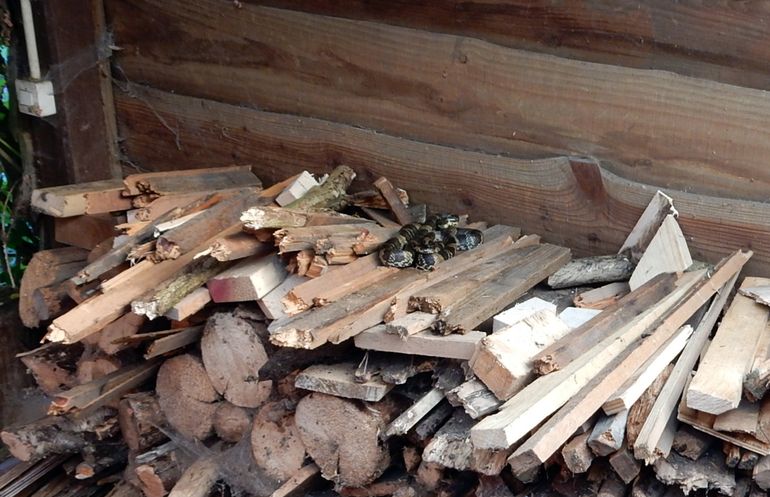 Russische rattenslangen mijden menselijke bebouwing niet, in dit geval een houthok