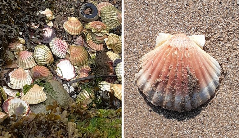 Helemáál onverwacht is het niet: bij Yerseke liggen tegenwoordig tientallen lege schelpen (zie Waarneming.nl) en ook van strandjes in de omgeving zijn al schelpen gemeld (waaronder hele grote van ruim 14,5 centimeter!)