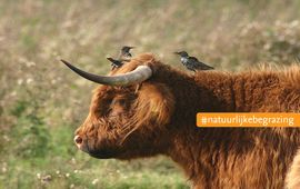 Leo Linnartz, ARK Natuurontwikkeling Spreeuwen op een Schotse hooglander. EENMALIG GEBRUIK