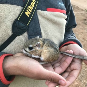 The San Quintin kangaroo rat