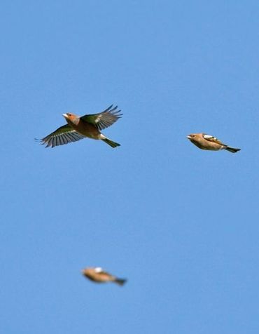 Vinken in de vlucht, in oktober kunnen ze met duizenden tegelijk overtrekken