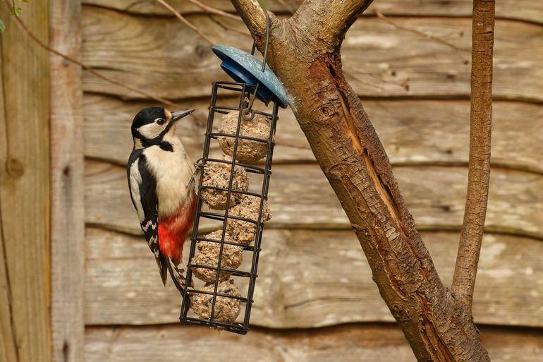 Grote bonte spechten weten wel raad met vetbollen, pinda's en vogelpindakaas