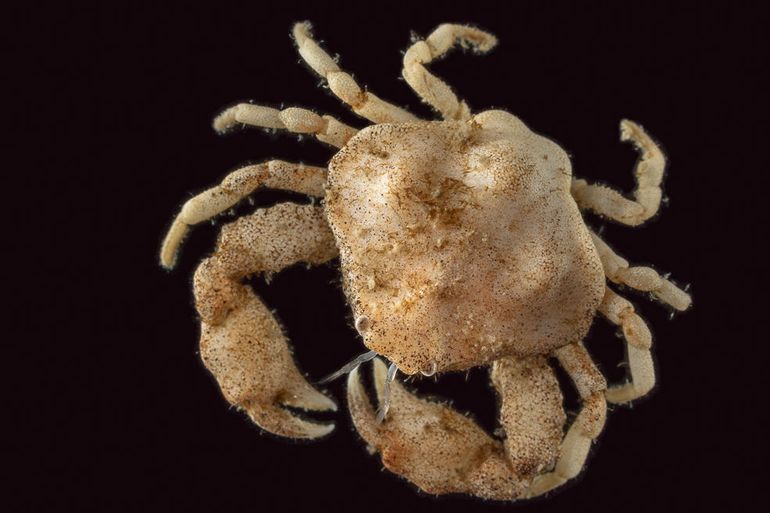 De Gladde kiezelkrab van bovenaf gezien in vitro