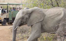 Een olifant loopt langs een safaritour in Zuid-Afrika