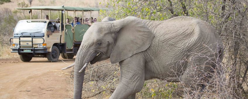 Een olifant loopt langs een safaritour in Zuid-Afrika