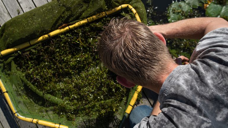 Goed zoeken tussen de waterplanten