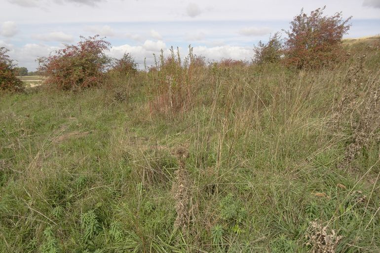 Biotoop van de weidesprinkhaan bij Fort Pannerden