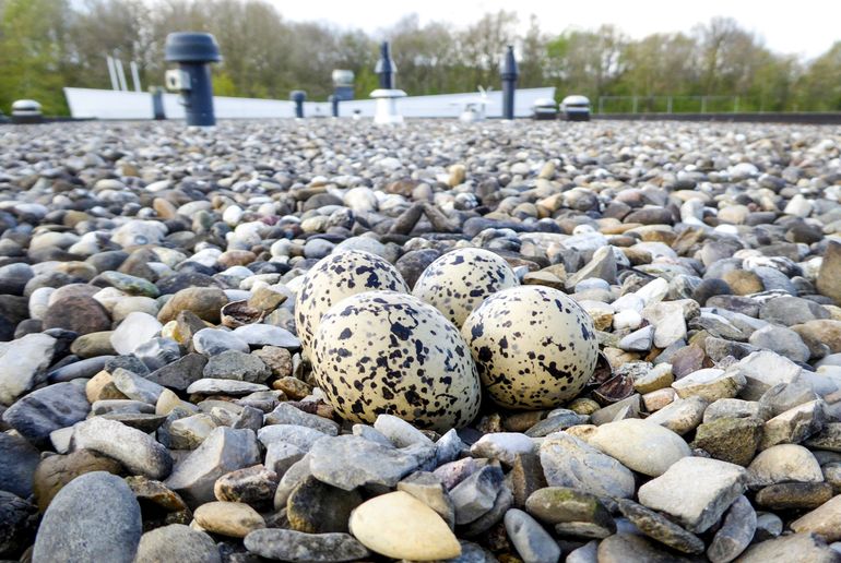 Deze vier scholekster-eieren liggen goed gecamoufleerd tussen het grind op het dak