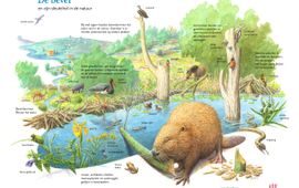 Jeroen Helmer/ARK Natuurontwikkeling VOOR EENMALIG GEBRUIK De bever en zijn sleutelrol in de natuur