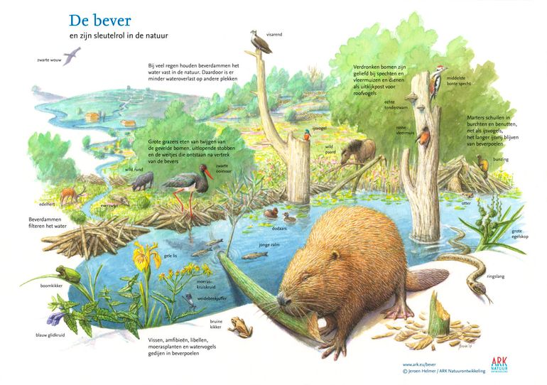 De bever en zijn sleutelrol in de natuur (pdf; 0,6 MB)