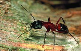Camponotus ligniperda, werkster